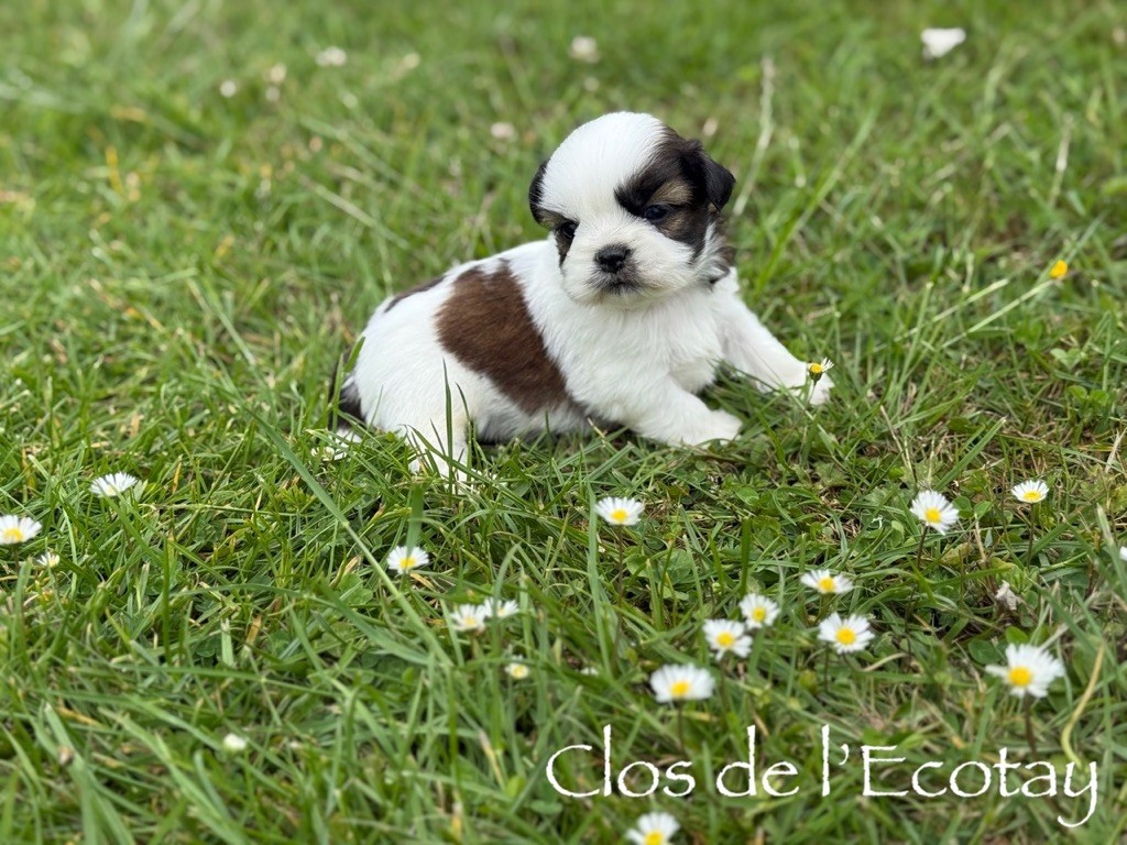 Du Clos De L'Ecotay - Chiots disponibles - Shih Tzu