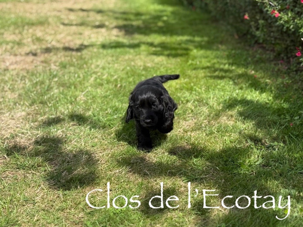 Du Clos De L'Ecotay - Cocker Spaniel Anglais - Portée née le 13/06/2025