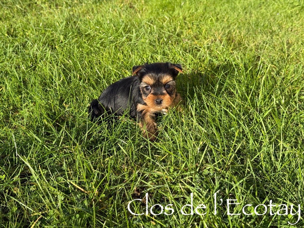 Du Clos De L'Ecotay - Chiots disponibles - Yorkshire Terrier