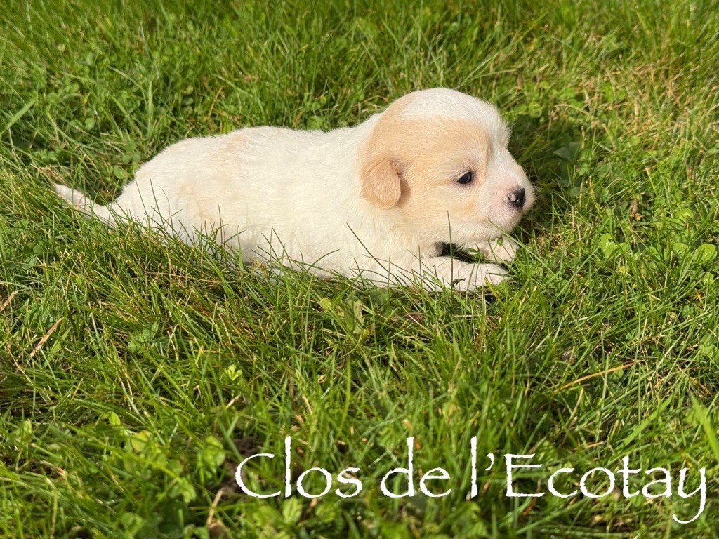 Du Clos De L'Ecotay - Chiots disponibles - Coton de Tulear