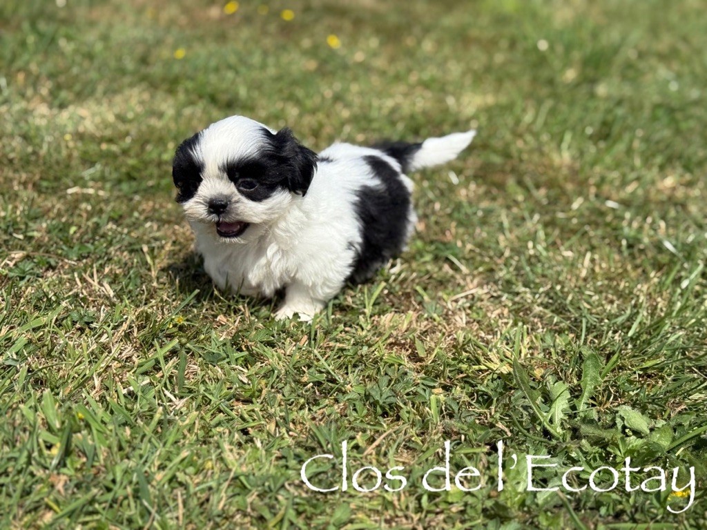 Du Clos De L'Ecotay - Chiots disponibles - Shih Tzu