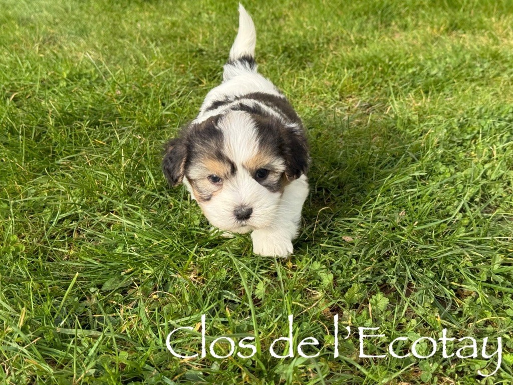 Du Clos De L'Ecotay - Chiots disponibles - Coton de Tulear