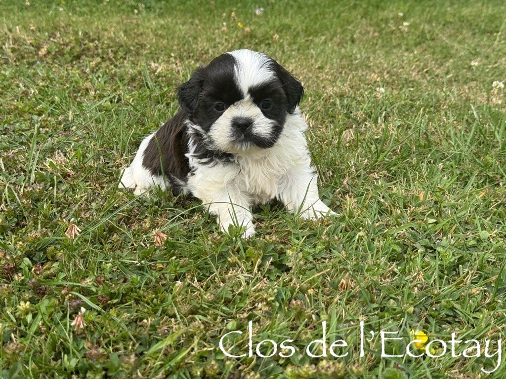 Du Clos De L'Ecotay - Chiots disponibles - Shih Tzu