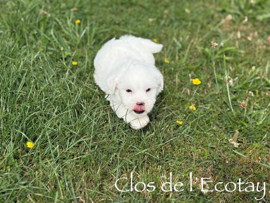 Du Clos De L'Ecotay - Chiots disponibles - Coton de Tulear