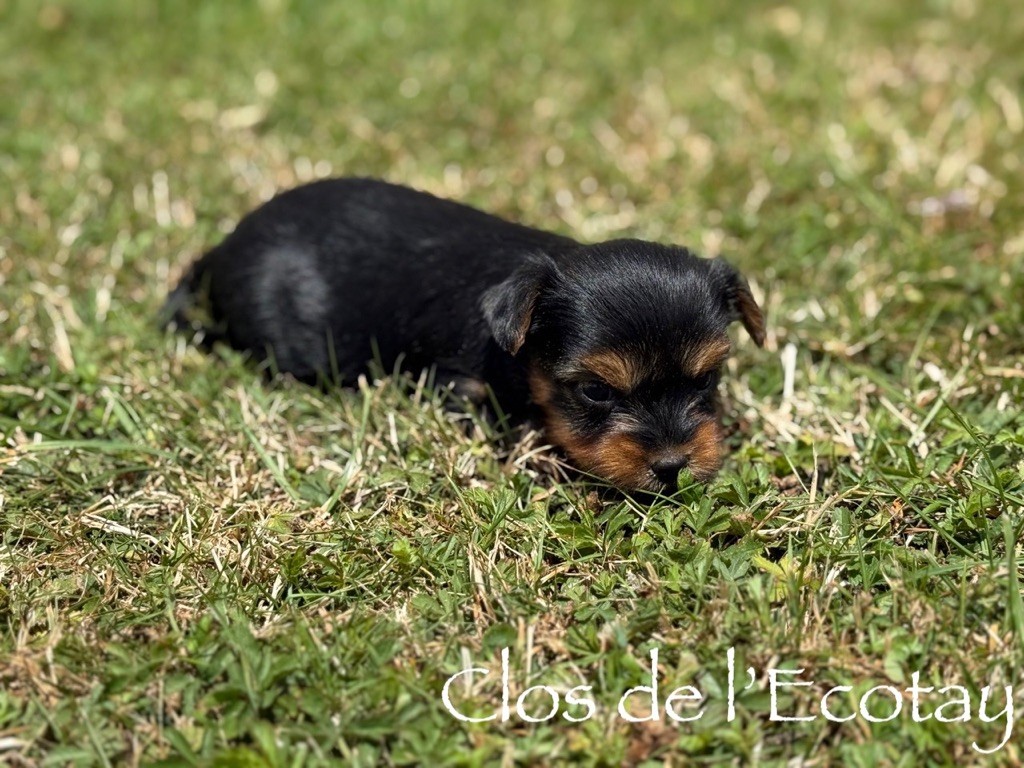 Du Clos De L'Ecotay - Chiots disponibles - Yorkshire Terrier