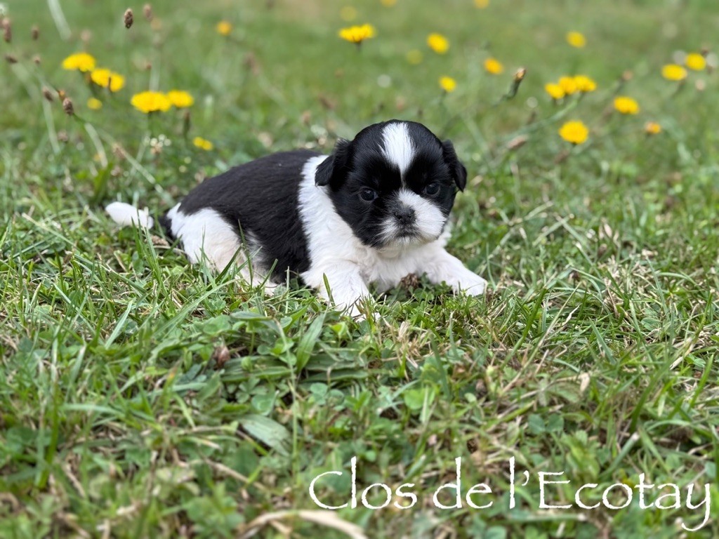 Du Clos De L'Ecotay - Chiots disponibles - Shih Tzu