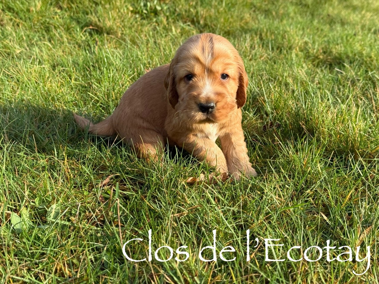 Du Clos De L'Ecotay - Chiots disponibles - Cocker Spaniel Anglais