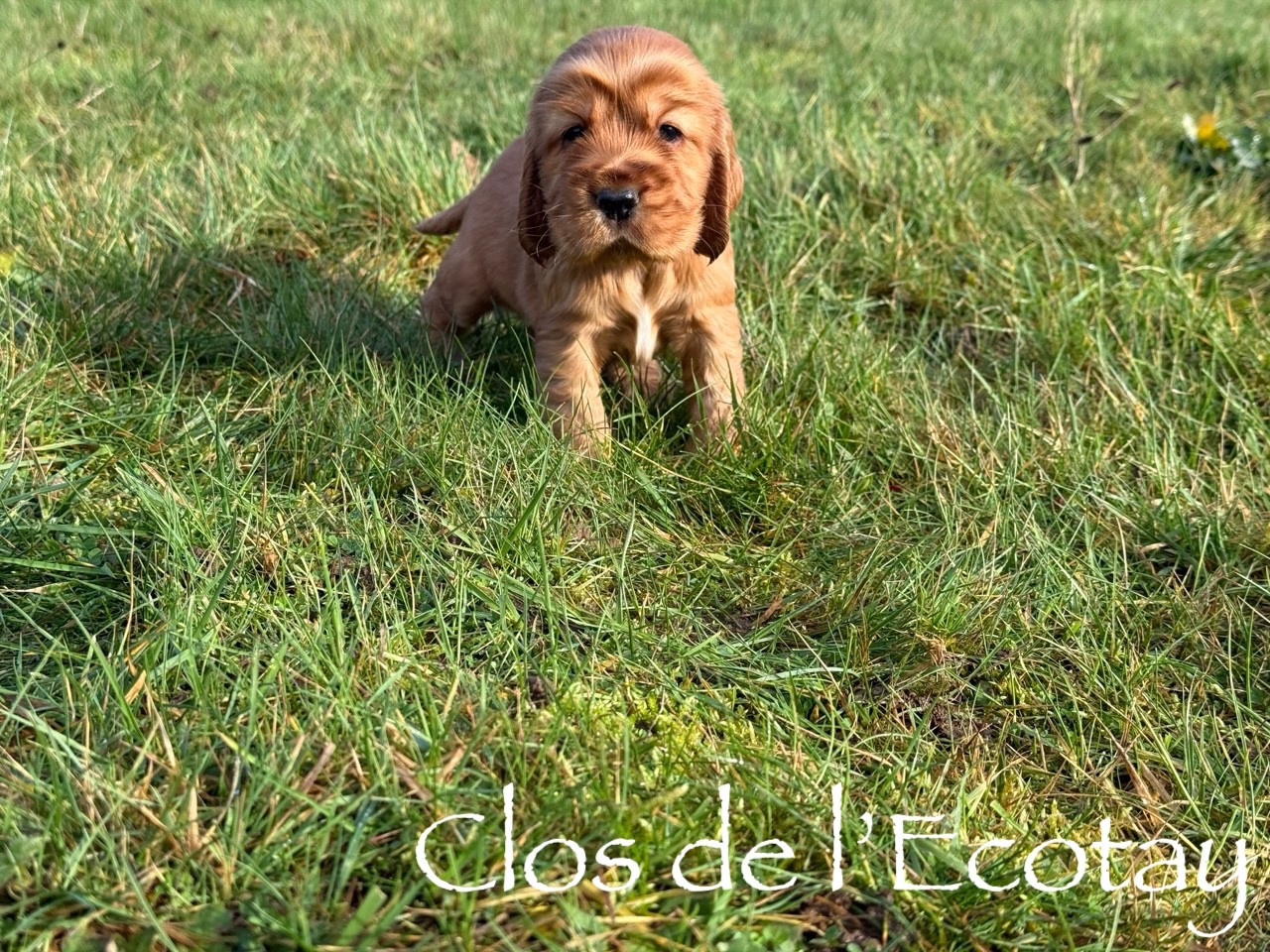 Du Clos De L'Ecotay - Chiots disponibles - Cocker Spaniel Anglais