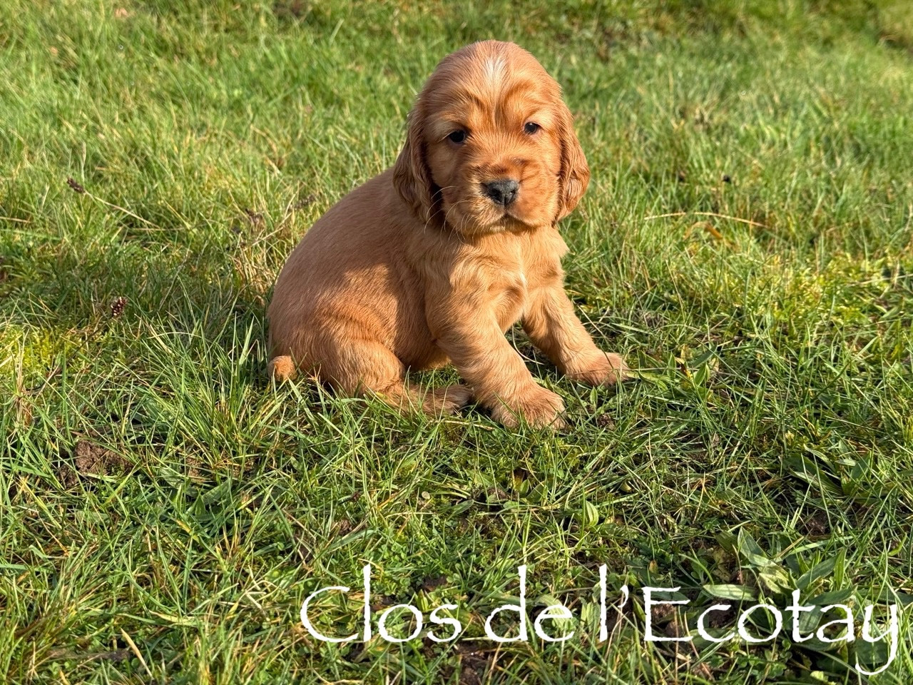Du Clos De L'Ecotay - Chiots disponibles - Cocker Spaniel Anglais