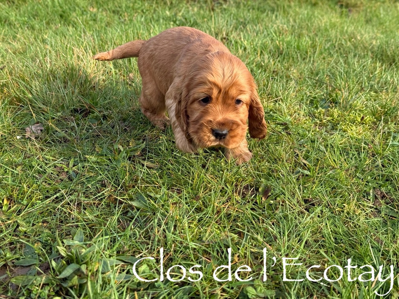 Du Clos De L'Ecotay - Chiots disponibles - Cocker Spaniel Anglais