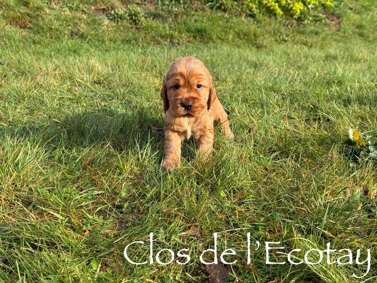 Du Clos De L'Ecotay - Chiots disponibles - Cocker Spaniel Anglais