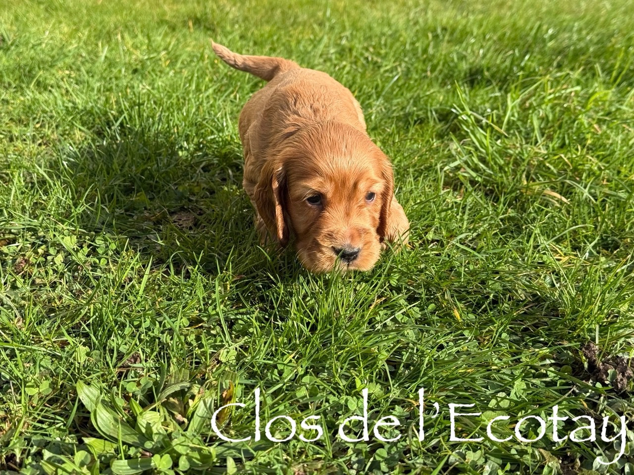 Du Clos De L'Ecotay - Cocker Spaniel Anglais - Portée née le 23/12/2025