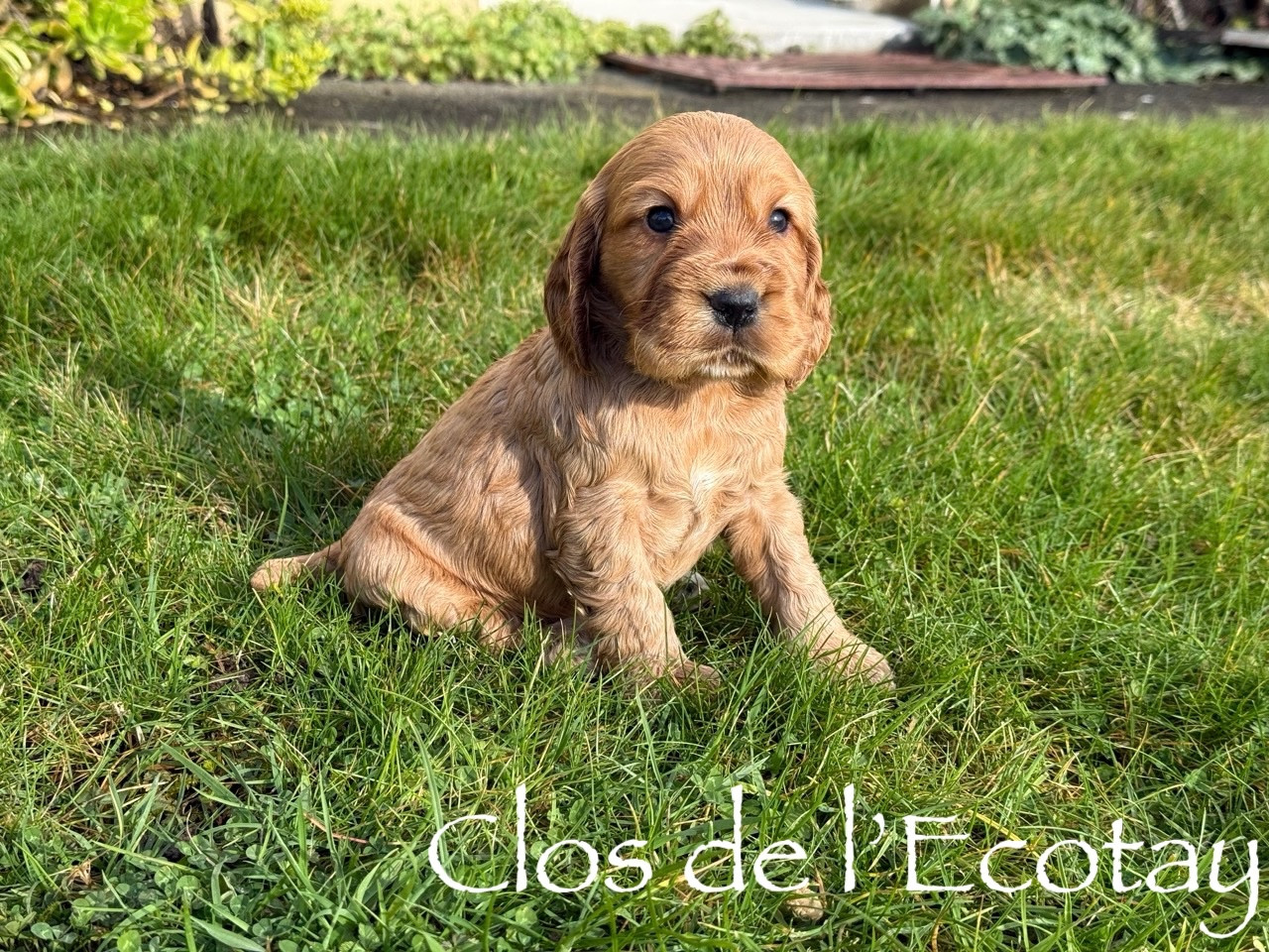 Du Clos De L'Ecotay - Chiots disponibles - Cocker Spaniel Anglais