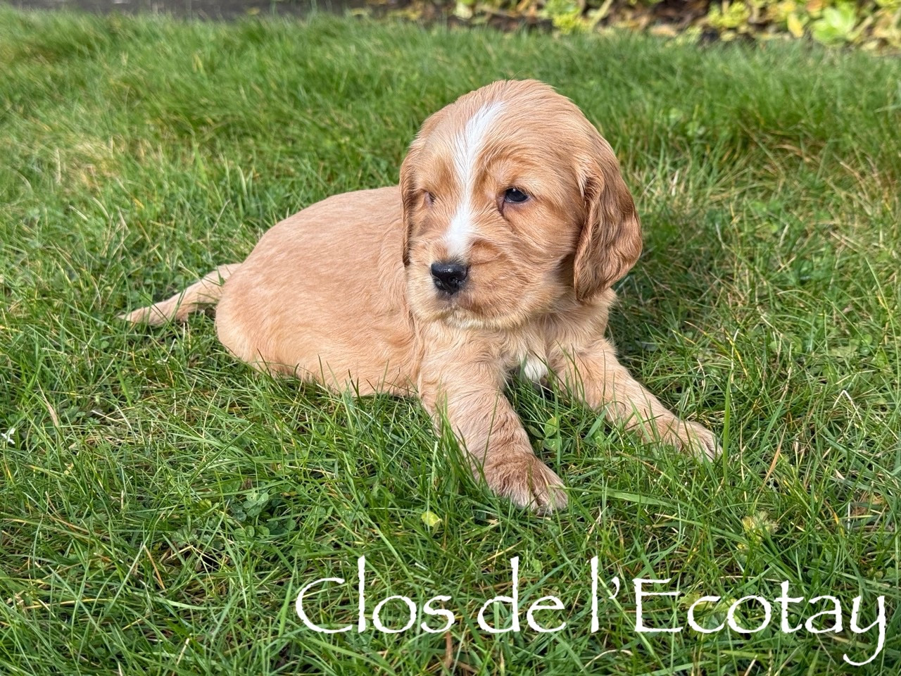 Du Clos De L'Ecotay - Chiots disponibles - Cocker Spaniel Anglais