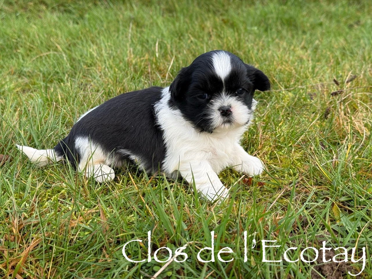 Du Clos De L'Ecotay - Chiots disponibles - Shih Tzu