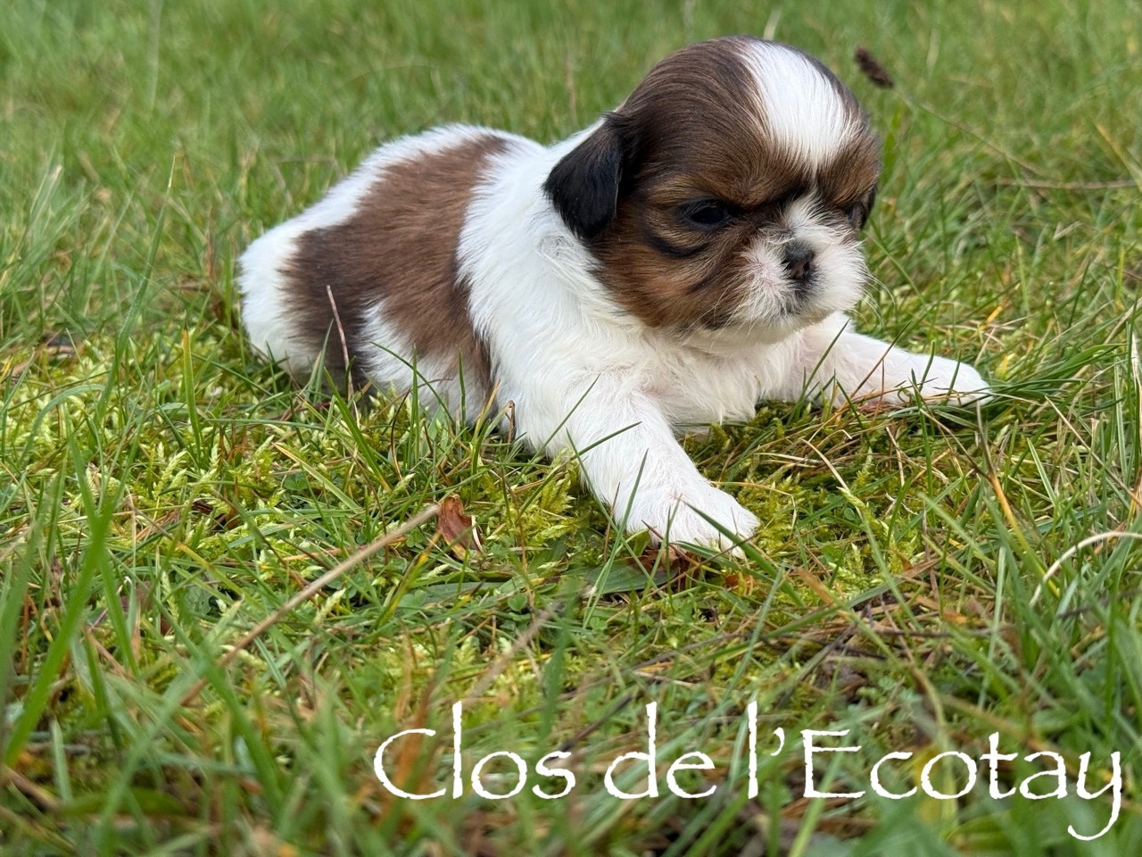 Du Clos De L'Ecotay - Chiots disponibles - Shih Tzu