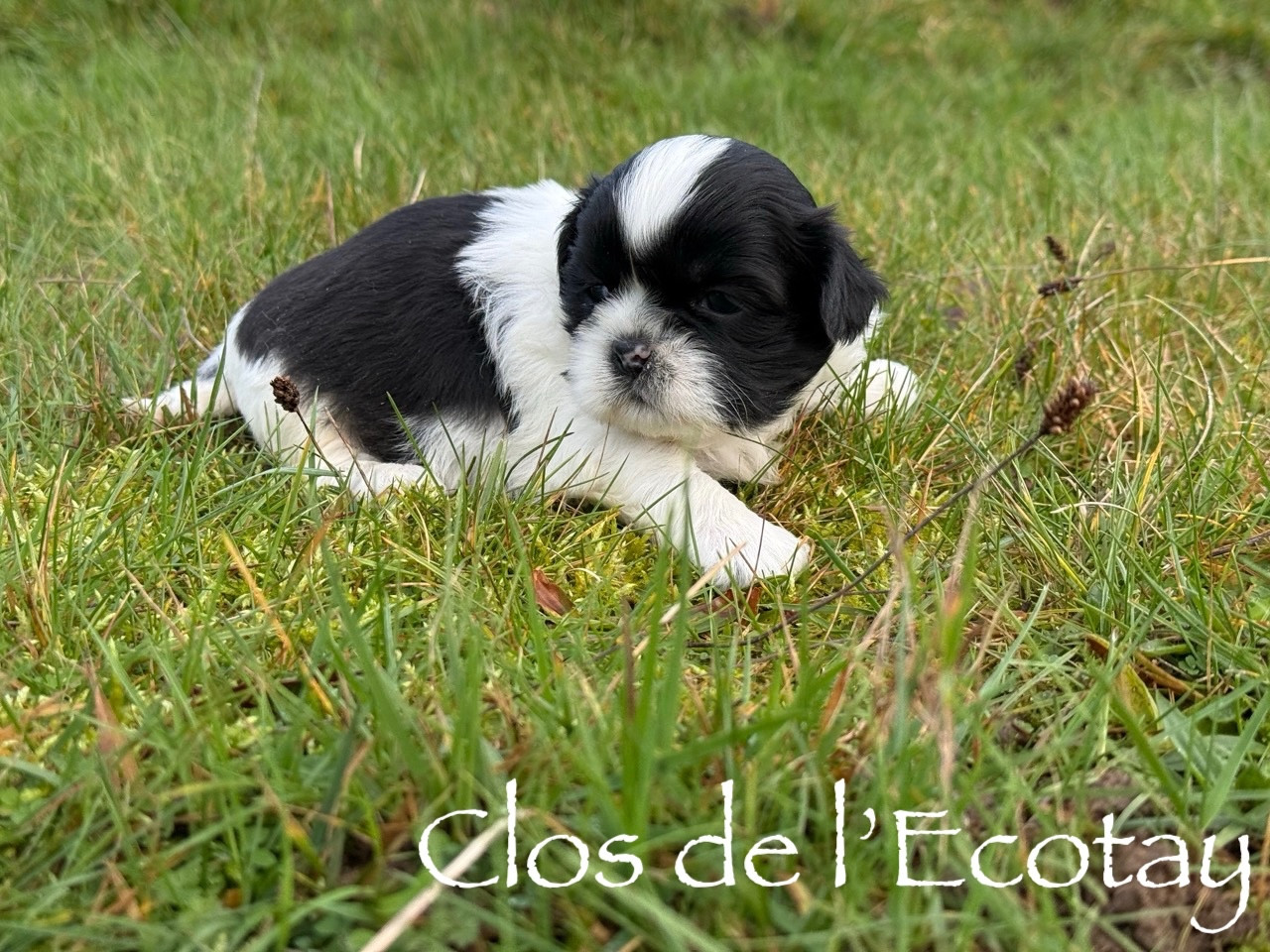 Du Clos De L'Ecotay - Chiots disponibles - Shih Tzu