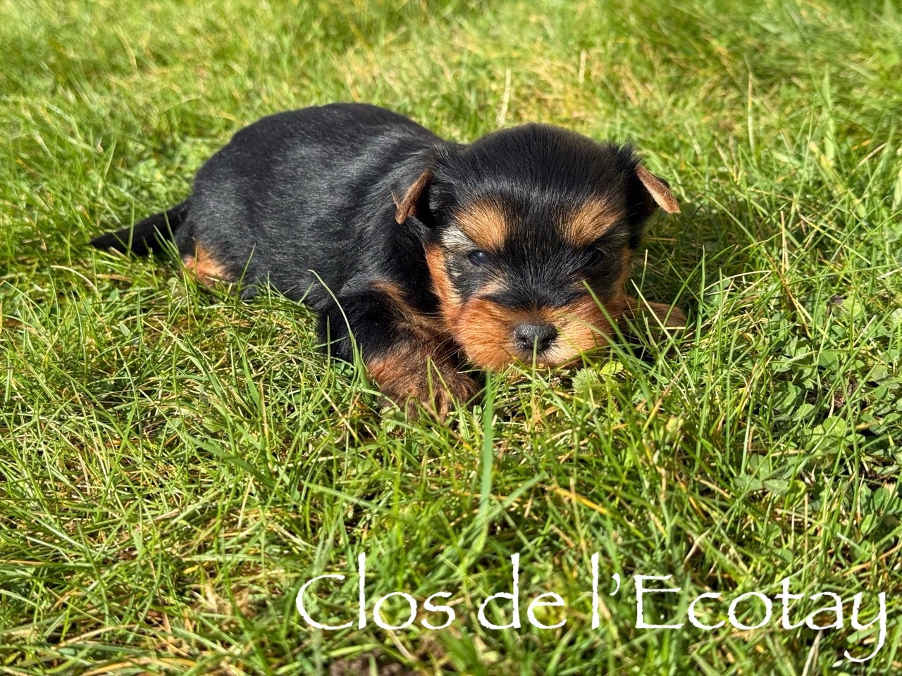 Du Clos De L'Ecotay - Chiots disponibles - Yorkshire Terrier