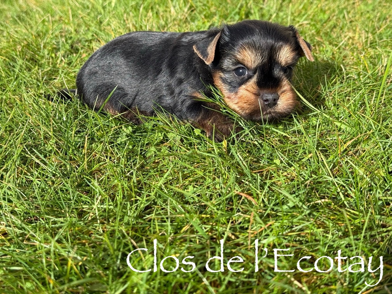 Du Clos De L'Ecotay - Chiots disponibles - Yorkshire Terrier