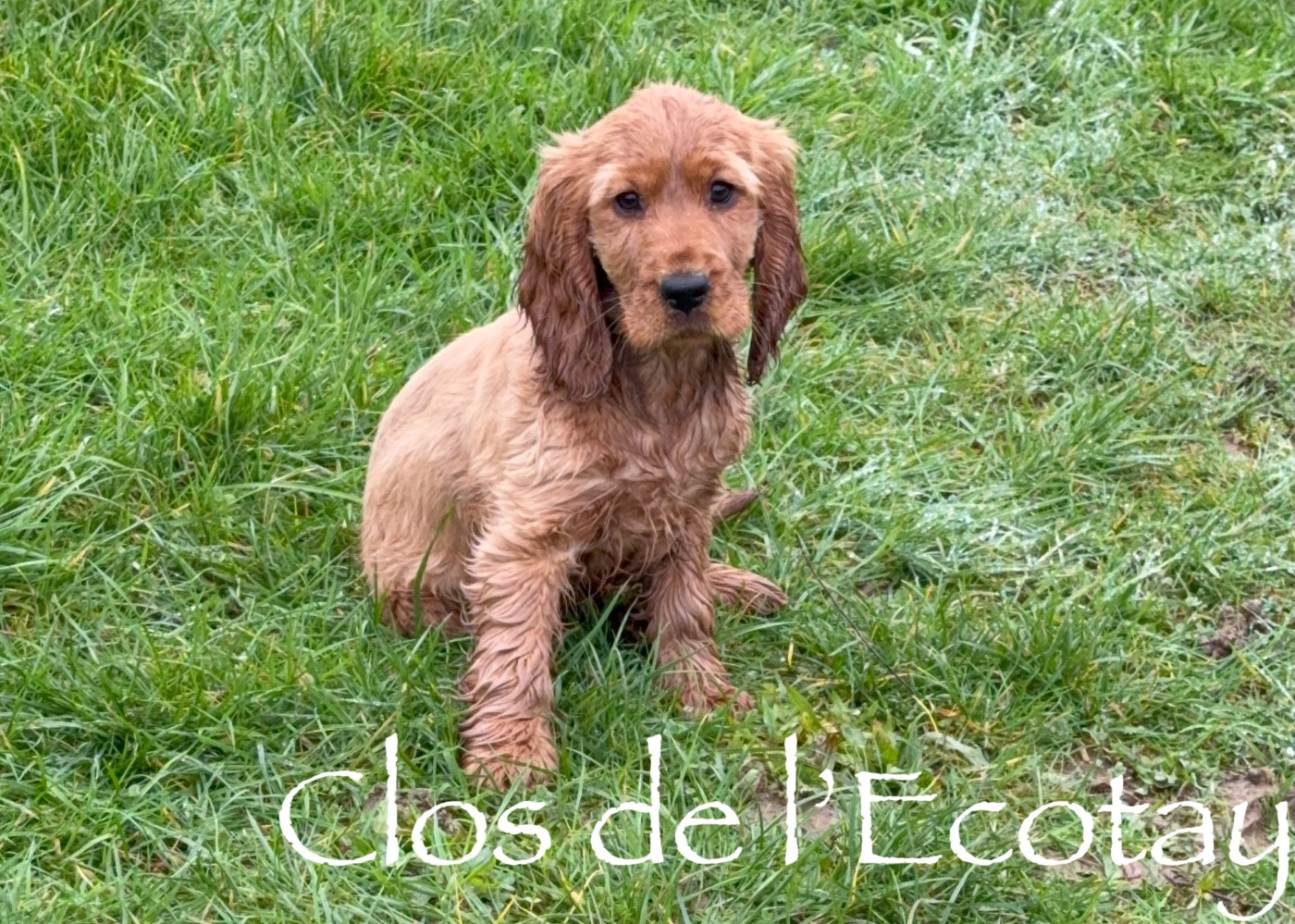 Du Clos De L'Ecotay - Chiots disponibles - Cocker Spaniel Anglais
