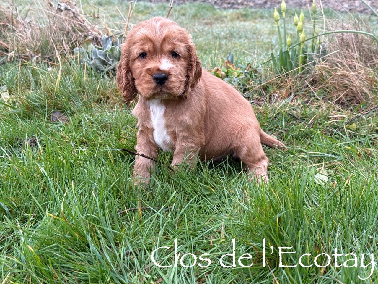 Du Clos De L'Ecotay - Chiots disponibles - Cocker Spaniel Anglais