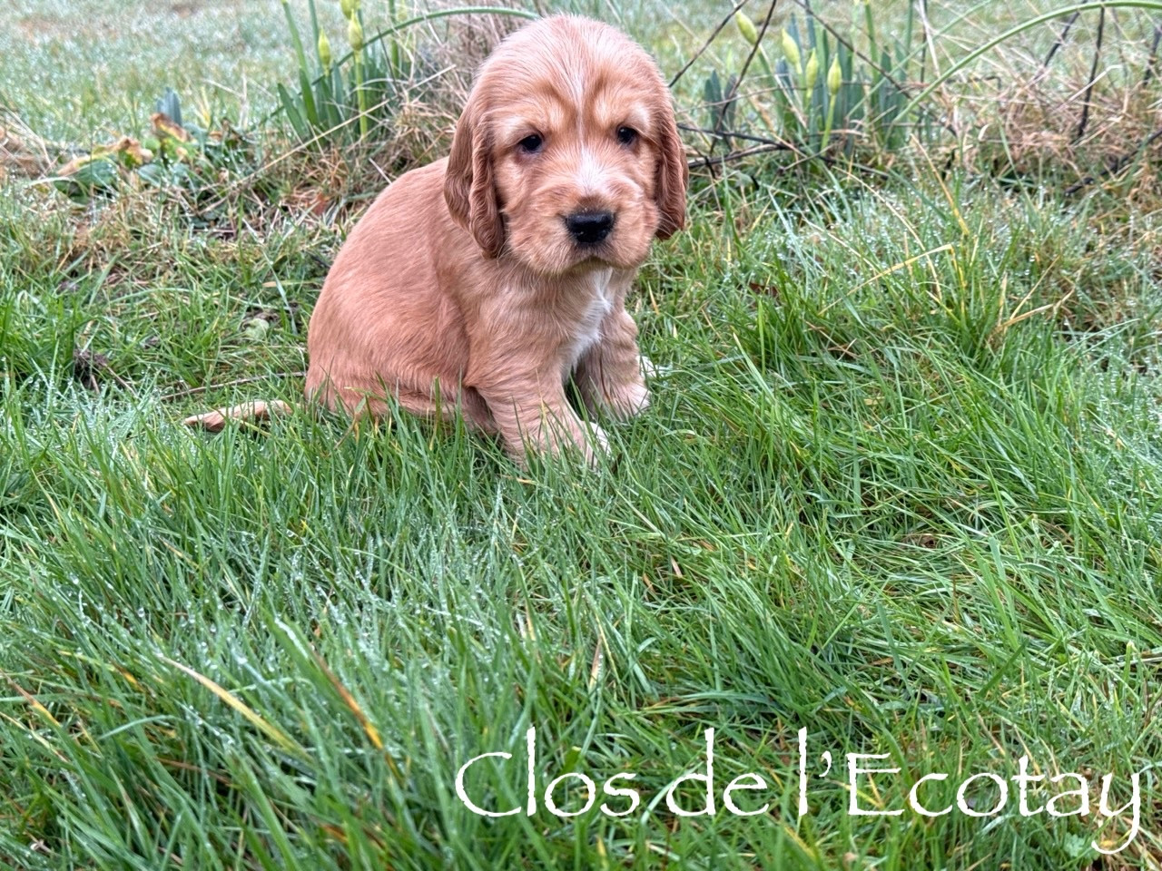 Du Clos De L'Ecotay - Cocker Spaniel Anglais - Portée née le 25/12/2025