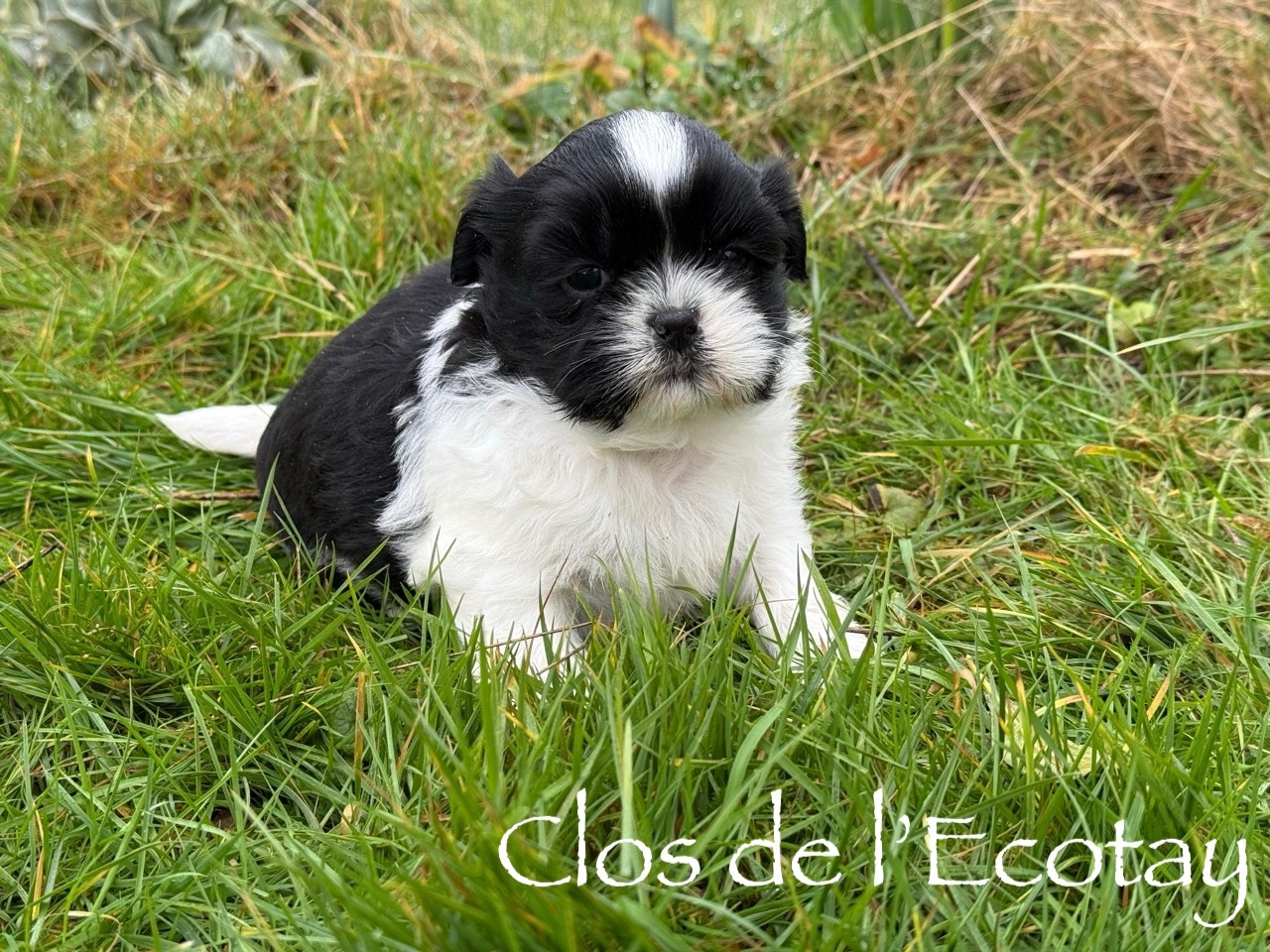 Du Clos De L'Ecotay - Chiots disponibles - Shih Tzu