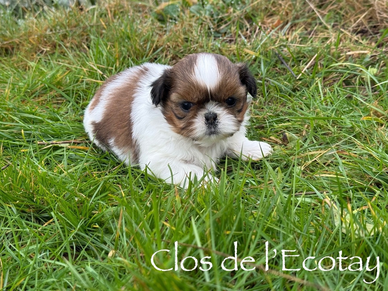 Du Clos De L'Ecotay - Chiots disponibles - Shih Tzu