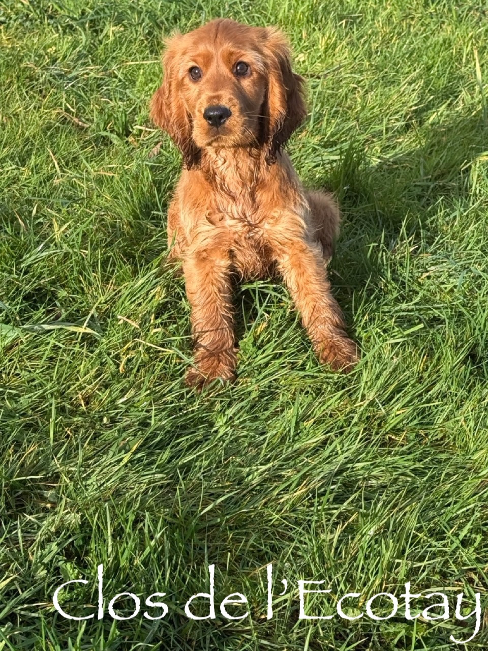 Du Clos De L'Ecotay - Cocker Spaniel Anglais - Portée née le 14/11/2025