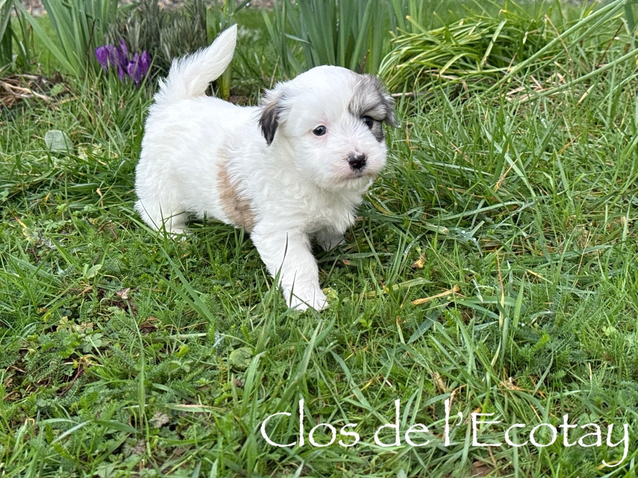 Du Clos De L'Ecotay - Coton de Tulear - Portée née le 09/01/2026