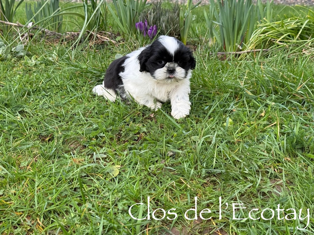 Du Clos De L'Ecotay - Shih Tzu - Portée née le 31/12/2025