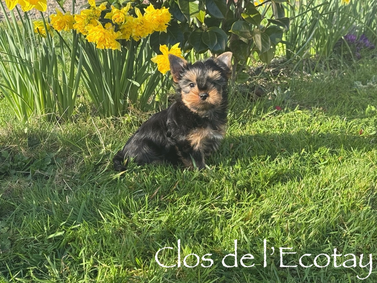 Du Clos De L'Ecotay - Chiots disponibles - Yorkshire Terrier