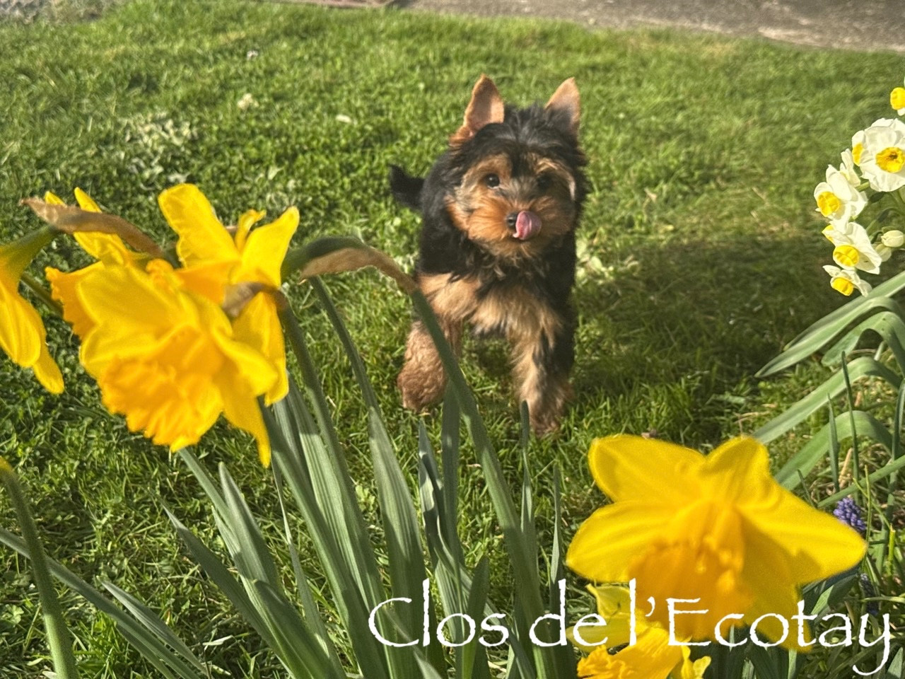 Du Clos De L'Ecotay - Chiots disponibles - Yorkshire Terrier