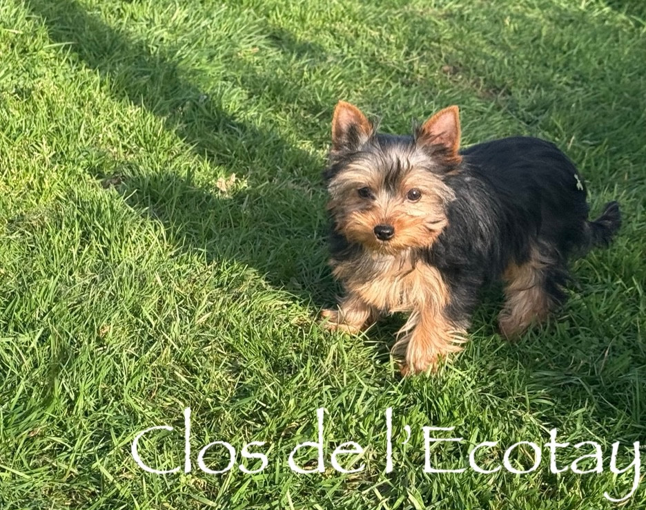 Du Clos De L'Ecotay - Chiots disponibles - Yorkshire Terrier