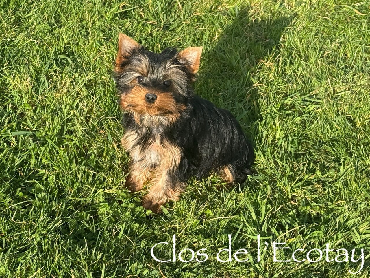 Du Clos De L'Ecotay - Chiots disponibles - Yorkshire Terrier