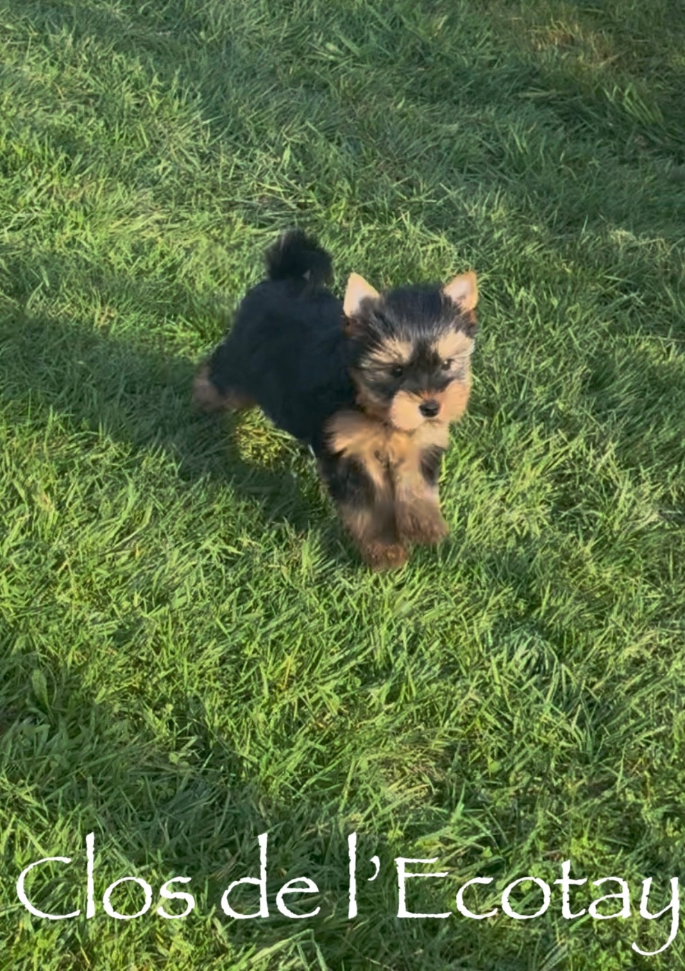 Du Clos De L'Ecotay - Chiots disponibles - Yorkshire Terrier