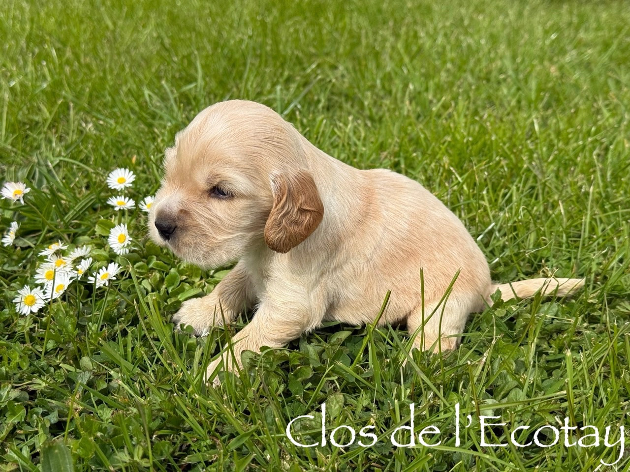 Du Clos De L'Ecotay - Chiots disponibles - Cocker Spaniel Anglais