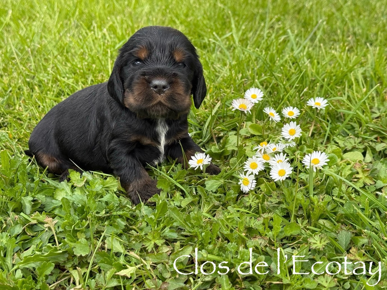 Du Clos De L'Ecotay - Chiots disponibles - Cocker Spaniel Anglais