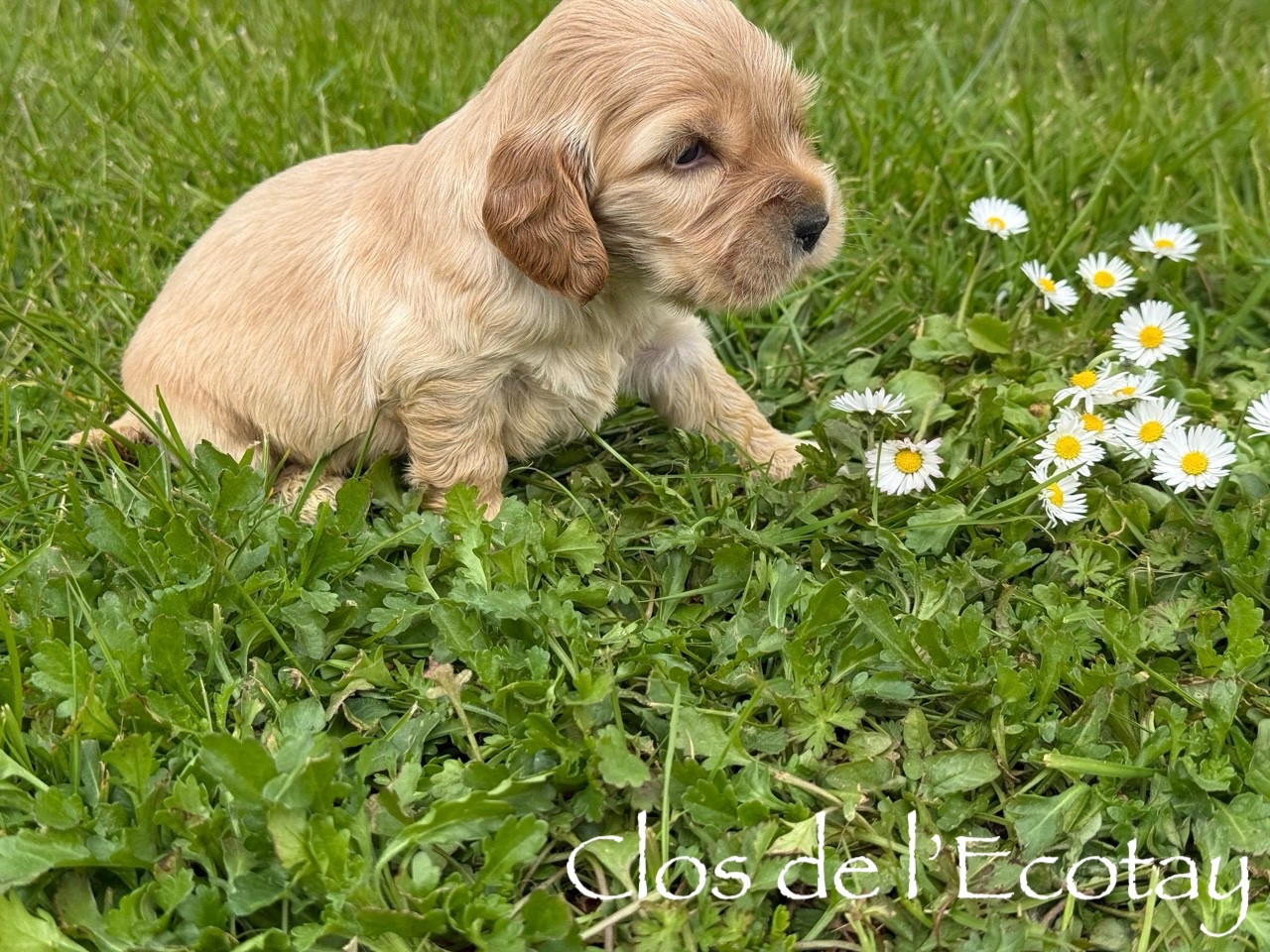 Du Clos De L'Ecotay - Chiots disponibles - Cocker Spaniel Anglais
