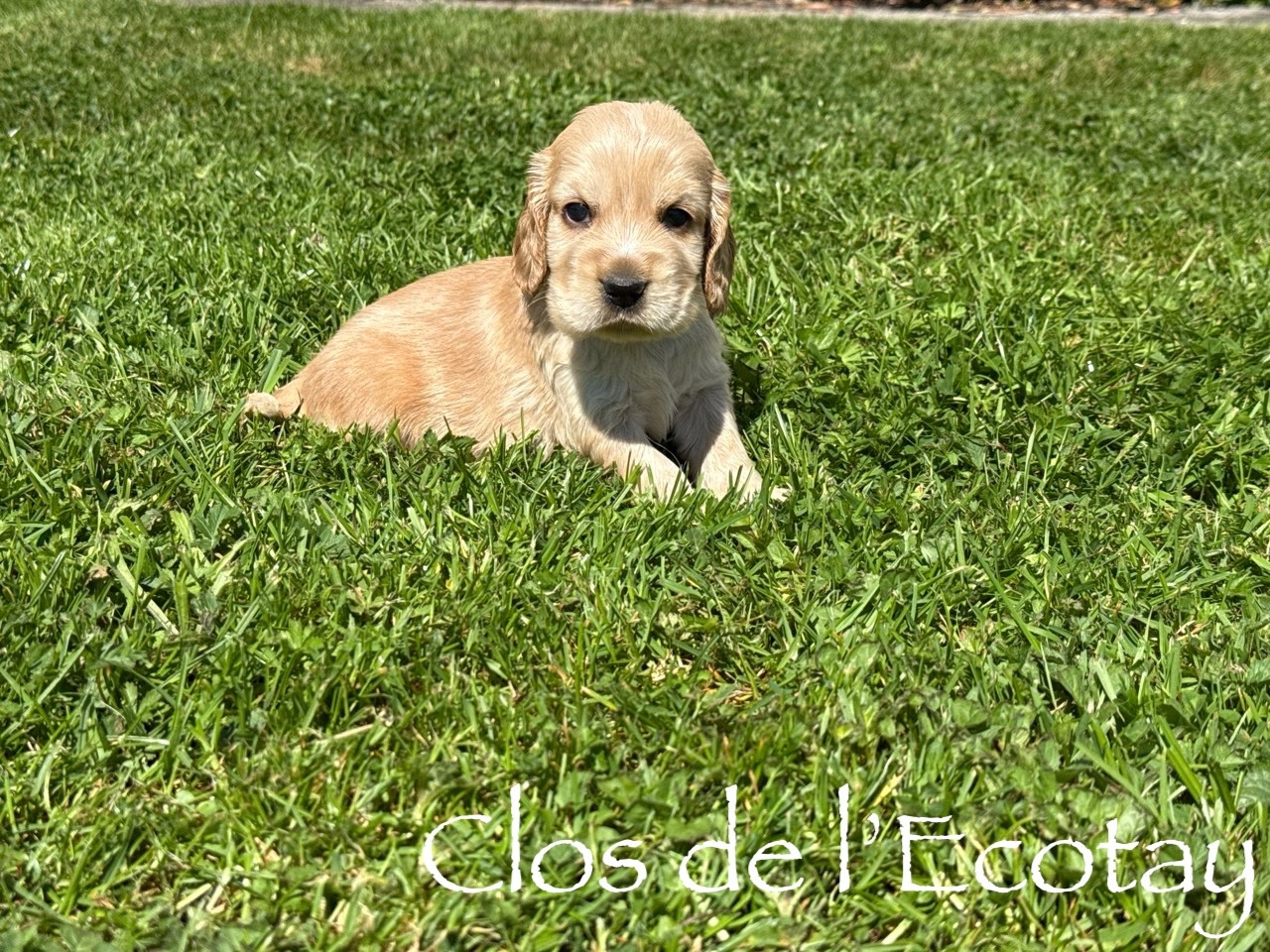 Du Clos De L'Ecotay - Cocker Spaniel Anglais - Portée née le 06/03/2026