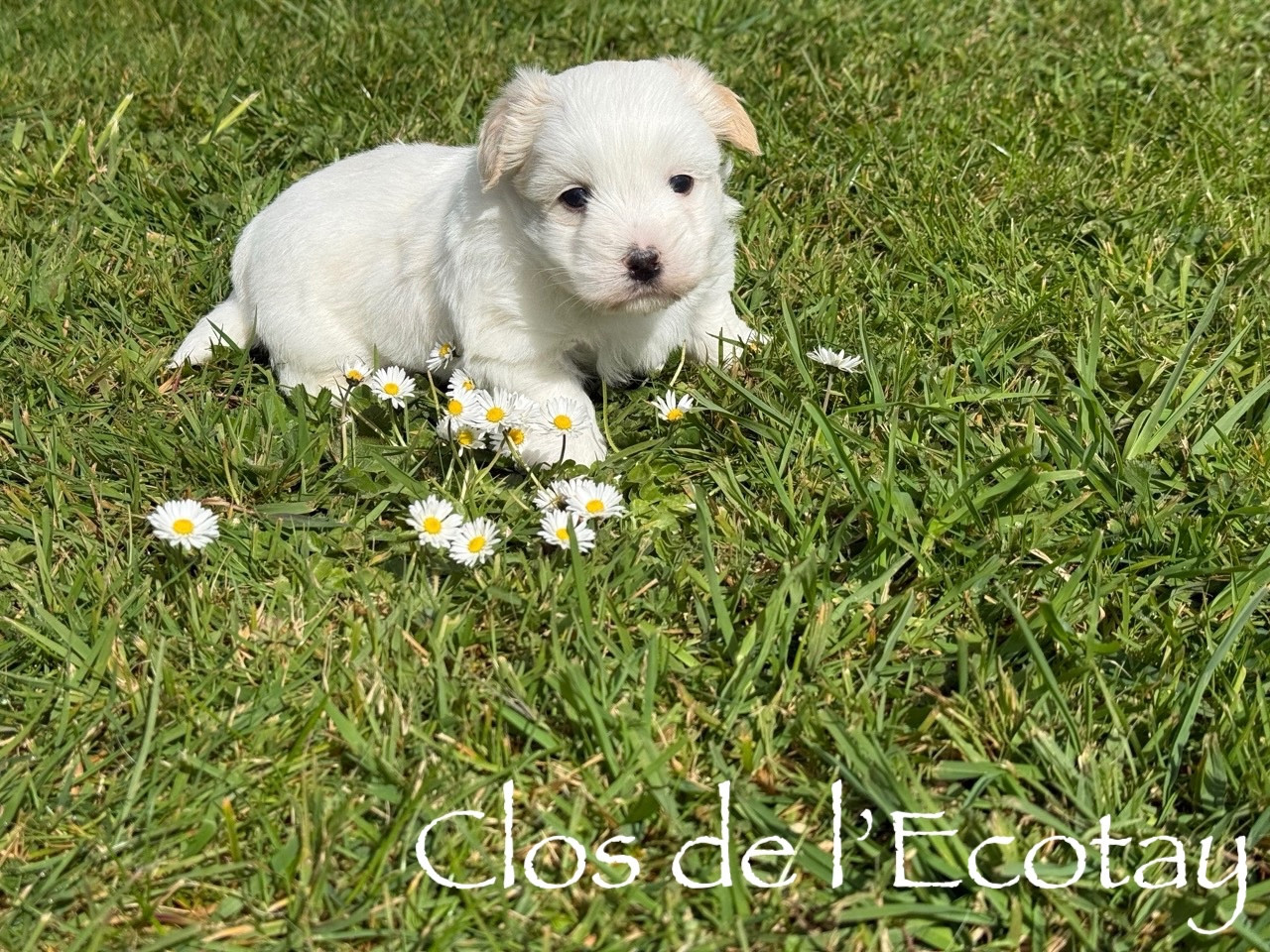 Du Clos De L'Ecotay - Coton de Tulear - Portée née le 13/03/2026