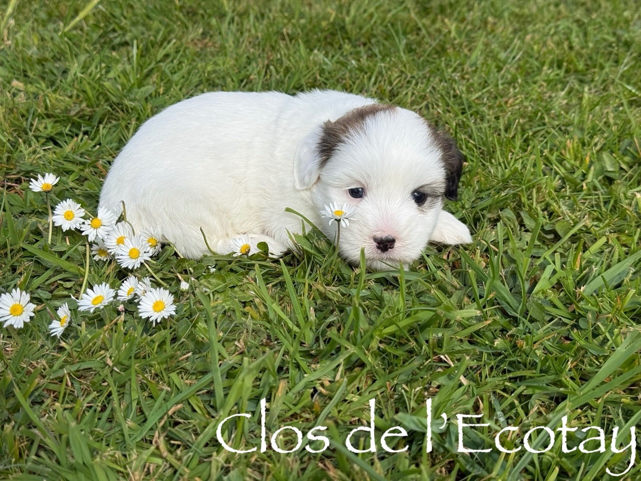 Du Clos De L'Ecotay - Coton de Tulear - Portée née le 13/03/2026