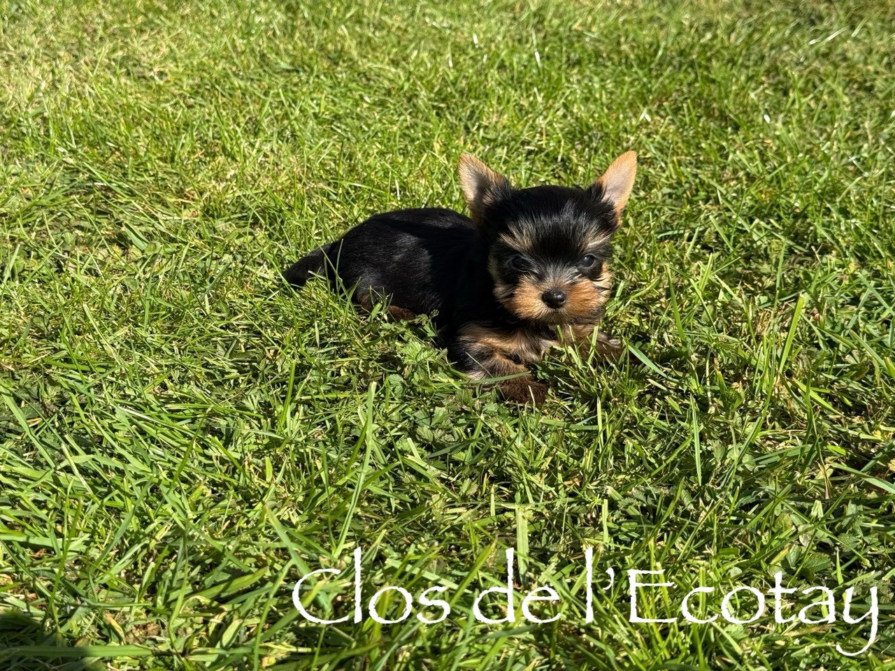 Du Clos De L'Ecotay - Yorkshire Terrier - Portée née le 07/03/2026