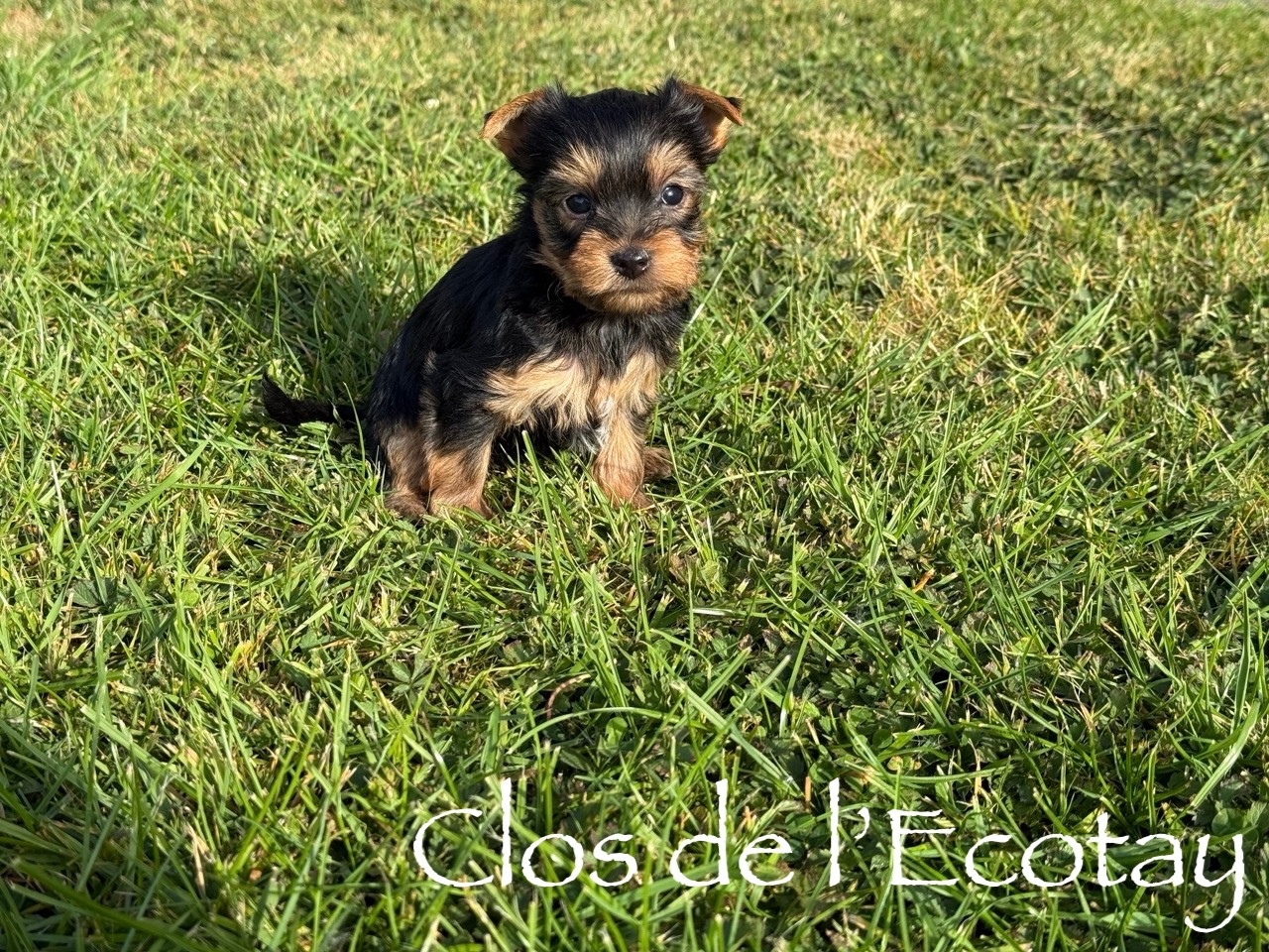 Du Clos De L'Ecotay - Chiots disponibles - Yorkshire Terrier