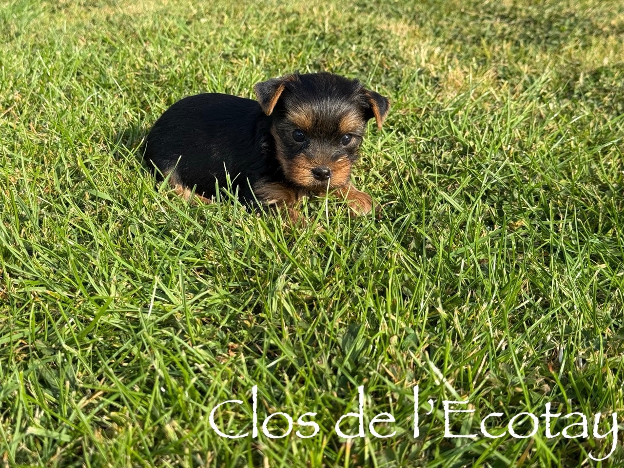 Du Clos De L'Ecotay - Chiots disponibles - Yorkshire Terrier