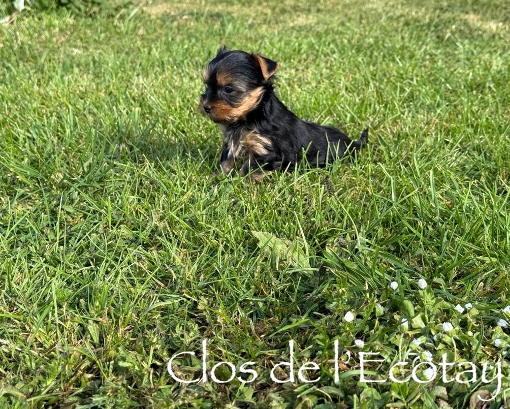Du Clos De L'Ecotay - Chiots disponibles - Yorkshire Terrier