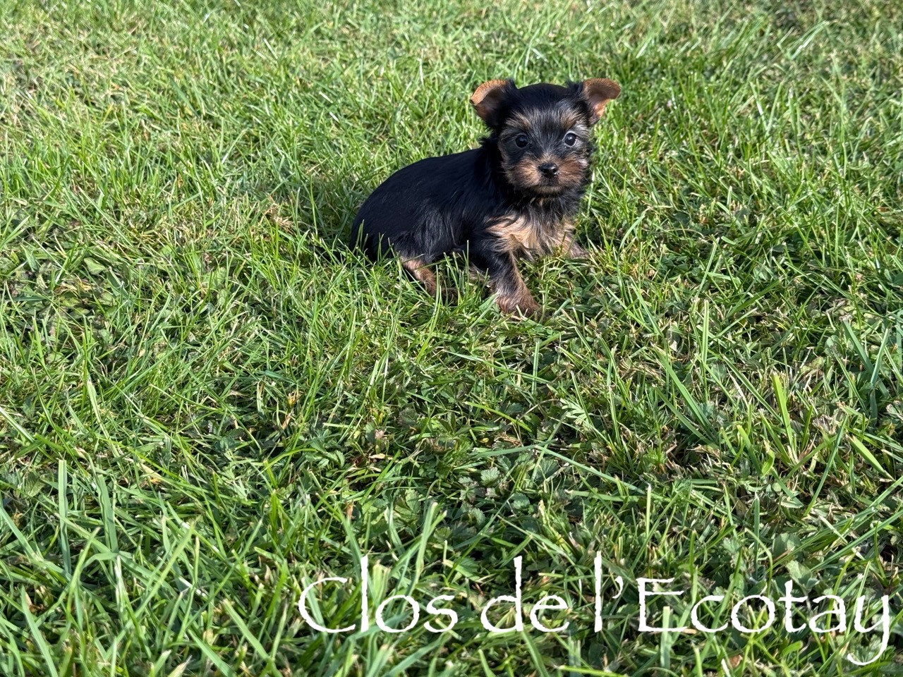 Du Clos De L'Ecotay - Chiots disponibles - Yorkshire Terrier