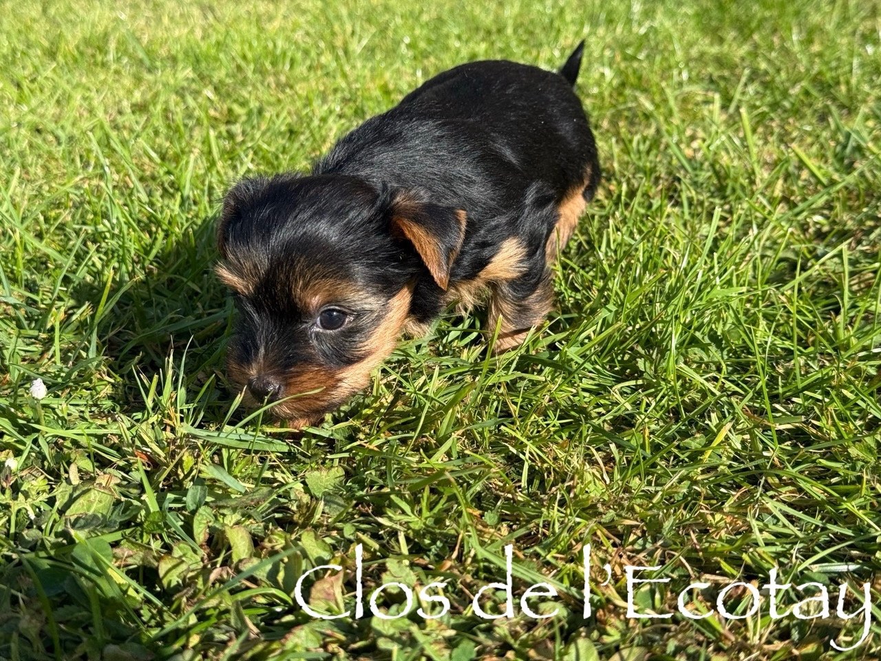 Du Clos De L'Ecotay - Chiots disponibles - Yorkshire Terrier
