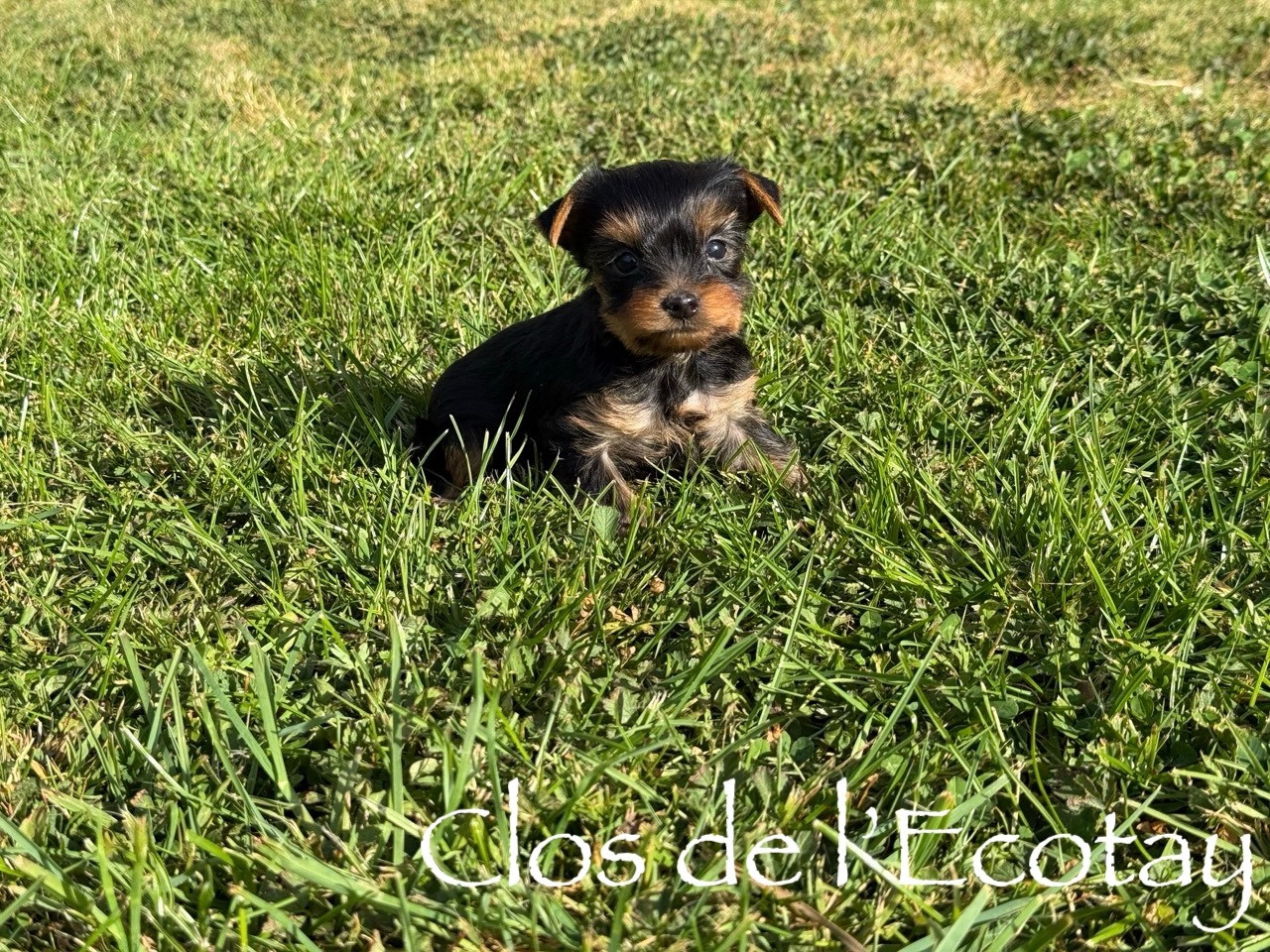 Du Clos De L'Ecotay - Chiots disponibles - Yorkshire Terrier