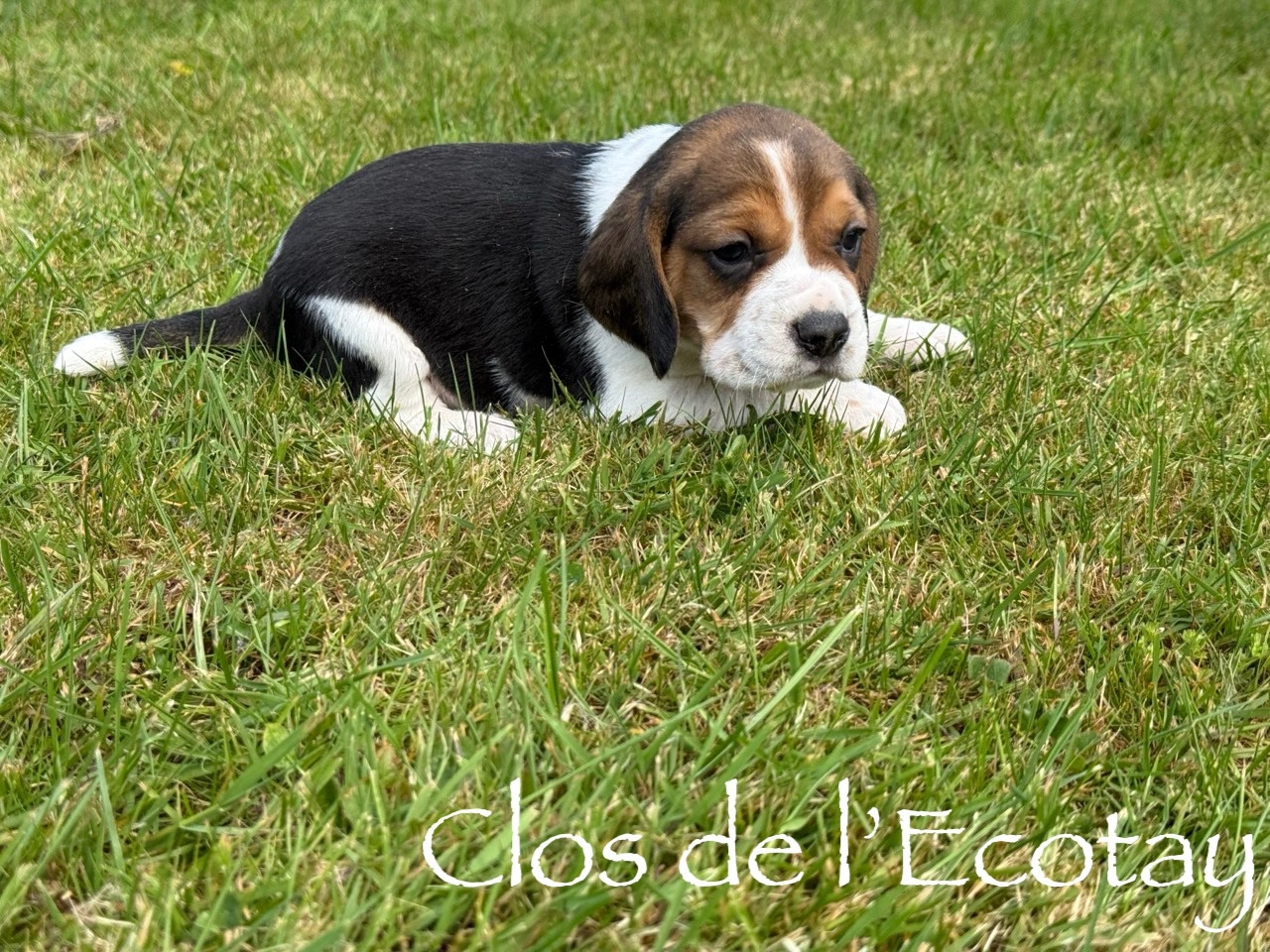 Du Clos De L'Ecotay - Beagle - Portée née le 31/03/2026